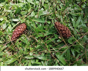Two pine cones lying on the grass.