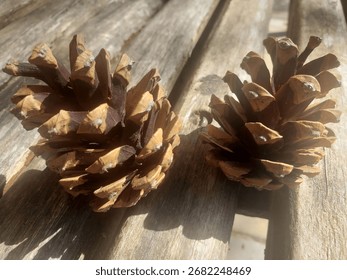 Two pine cones lying on a wooden board in the rays of the sun