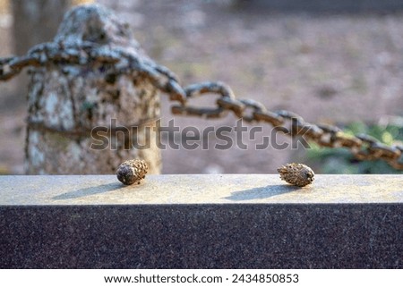 two pine cones on granite tombstone in graveyard