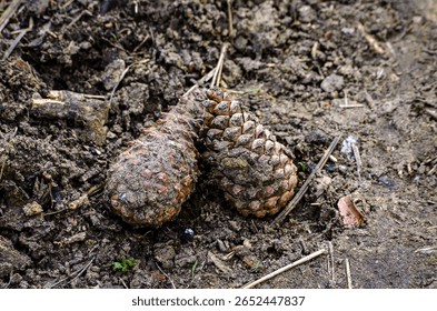 Two pine cones are sitting on the ground in a muddy area. The pine cones are brown and appear to be old
