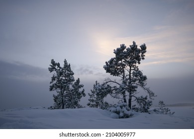 Two pine trees covered with snow in a picturesque atmospheric location