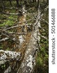 Two pine trees fallen together on the ground, getting overgrown with lichens, in lowland woods in northern Wisconsin, USA, for themes of heavy weather and age (selective focus)