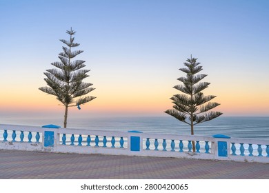 Two Pine Trees on the Atlantic Promenade at Sunrise in Sidi Ifni - Morocco