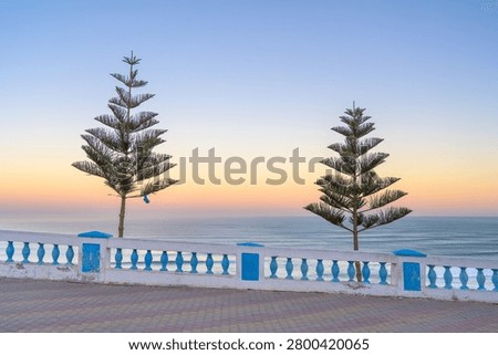 Two Pine Trees on the Atlantic Promenade at Sunrise in Sidi Ifni - Morocco