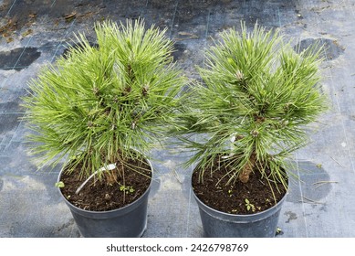 Two pine trees in pots, seedlings for outdoor sale. Small coniferous evergreen trees in black plastic pots. Pinus bonsai. Decorative plants for garden decoration. Bonsai trees.