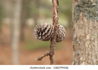 Two pinecones hanging from a on tree in woods