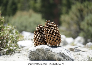 Two Pinecones on a rock