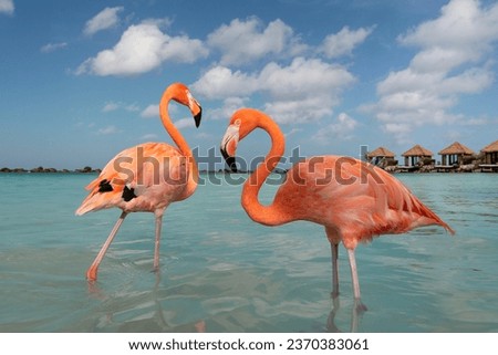 Two pink flamingo birds in blue water on a blue sky in a tropical surrounding on the island of Arbua
