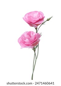 Dos flores rosas Eustoma