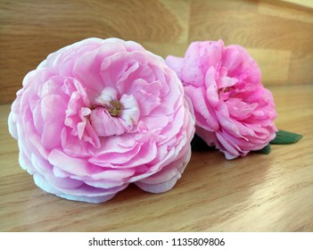 Two pink flowers of a tea rose lie on a wooden background.