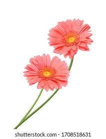 Two pink Gerber flowers  isolated on white