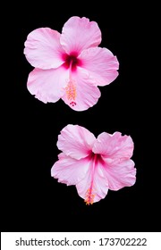 Two Pink Hibiscus Flowers Isolated On Black.