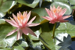 Two Pink And Peach Colored Water Lily Lotus Flowers Lily Pads