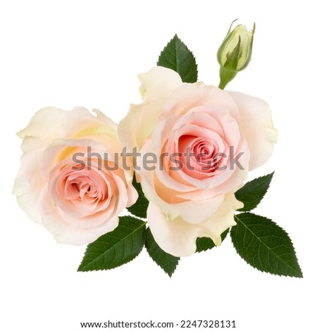 two pink roses isolated over white background closeup. Rose flower bouquet in air, without shadow. Top view, flat lay.