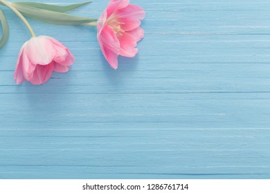 Two Pink Tulips On Blue Wooden Background