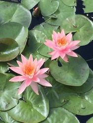 Two Pink Water Lily Lotus Flowers Lily Pads