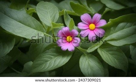 Two pinky flowers around leaves