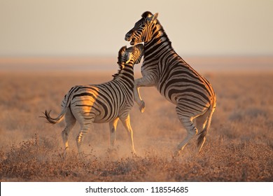 Two Plains (Burchells) Zebra stallions (Equus burchelli) fighting, Etosha National Park, Namibia - Powered by Shutterstock