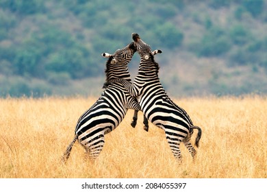 Two Plains (Grant's zebra) Zebra stallions (Equus quagga boehmi) fighting and biting, Maasai Mara National Reserve, Kenya - Powered by Shutterstock