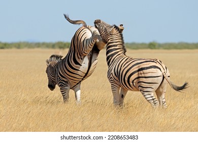 Two plains zebra stallions (Equus burchelli) fighting and kicking, Etosha National Park, Namibia
 - Powered by Shutterstock