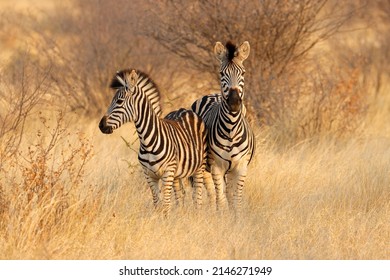Two plains zebras (Equus burchelli) in natural habitat, South Africa