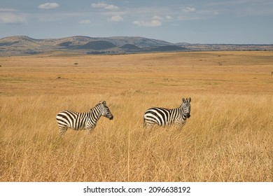 Two plains zebras, Equus quagga, in the open grassland of the Maasai Mara in Kenya. - Shutterstock ID 2096638192