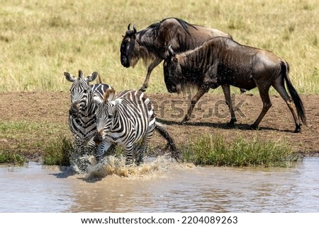 Similar – Image, Stock Photo two from behind Antelope