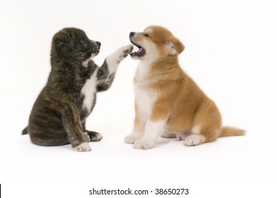 Two Playful Akita Inu Puppy Dog On White Background