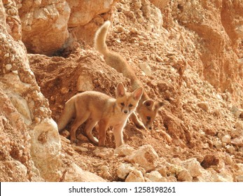 Two Playful Arabian Red Fox Kits