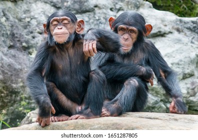 Two playful baby Chimpanzees sitting side by side. 