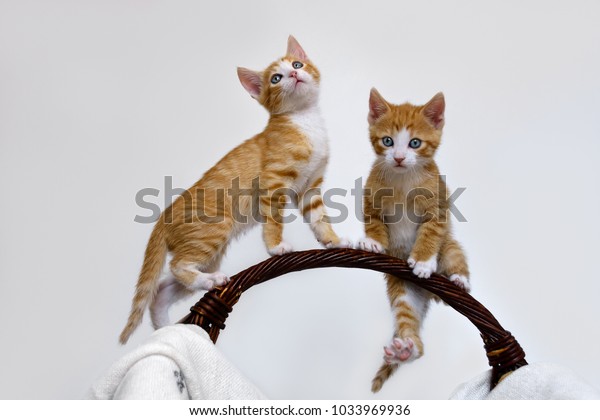 Two Playful Cat Kittens Orange Tabby Stock Photo Edit Now 1033969936