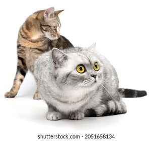 猫 横 歩く の写真素材 画像 写真 Shutterstock