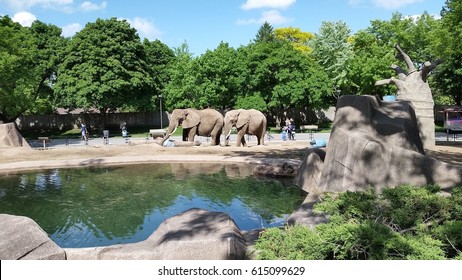 Two Playful Elephants in a zoo