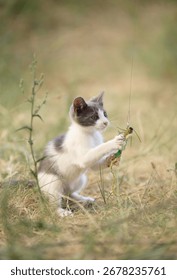 Two playful kittens interact while holding a green leaf-like toy. The young animals sit in dry grass facing each other curiously.