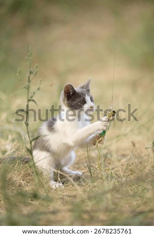Two playful kittens interact while holding a green leaf-like toy. The young animals sit in dry grass facing each other curiously.