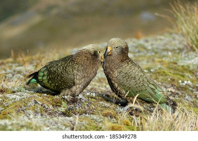 Two Playful New Zealand Alpine Parrots, The Kea, Nestor Notabilis