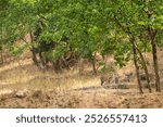 two playful subadult or wild bengal tiger or panthera tigris cubs together walking in forest in natural scenic green sal forest background at bandhavgarh national park reserve madhya pradesh india