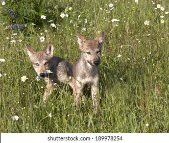 Two Playful Wolf Pups