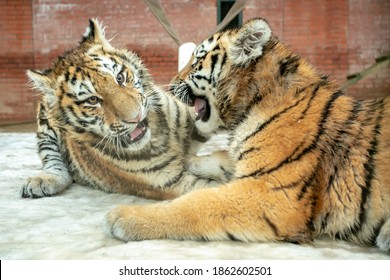 Two Playing Amur Tiger Cubs In The Zoo