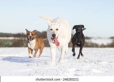 Two Playing Dog In Snow