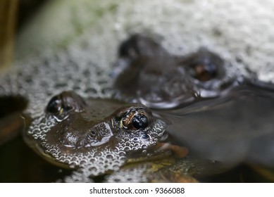 Two Pobblebonks Eastern Banjo Frogs Mating In The Water