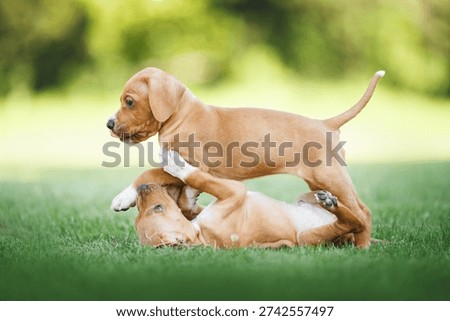 two pointer puppies playing together outdoors in summer