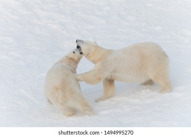 Two Polar Bears Biting Each Other Stock Photo 1494995270 | Shutterstock