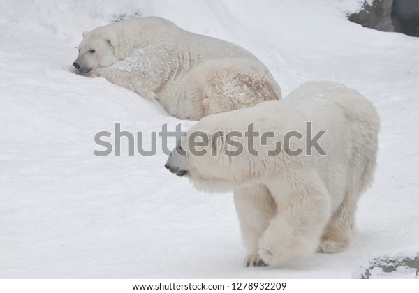 Two Polar Bears Male Female Imposingly Stock Photo 1278932209 ...