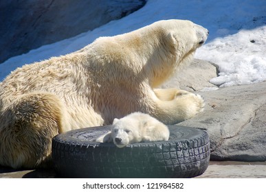 Sleepy Polar Bear High Res Stock Images Shutterstock - sleepy polar bear roblox