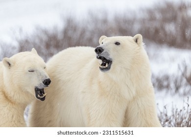 Two polar bears with mouths open, funny, comical white blurred background in fall, Hudson Bay, Canada. Beautiful mammals with head, face, body in view. Mother and cub, mom and baby, siblings.