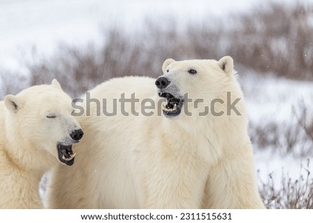 Two polar bears with mouths open, funny, comical white blurred background in fall, Hudson Bay, Canada. Beautiful mammals with head, face, body in view. Mother and cub, mom and baby, siblings.