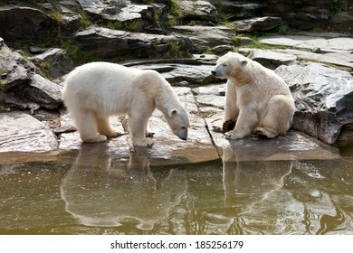 Two Polar Bears Playing In The Spring