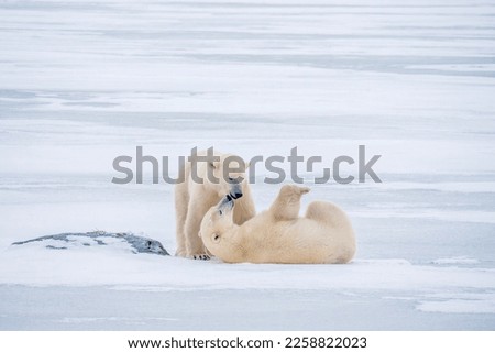 Two polar bears (Ursus maritimus) playing together on ice and snow in Churchill, Manitoba. ストックフォト © 