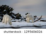 Two Polar bears at the whale bone pile on Barter Island Kaktovik Alaska